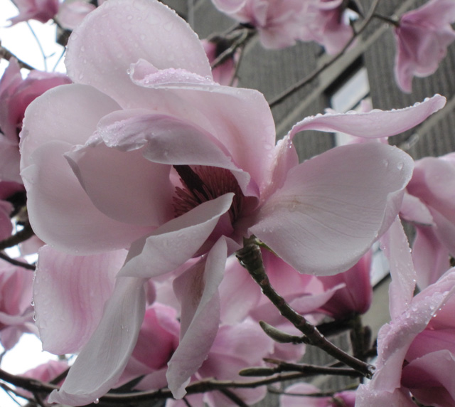 Blomster